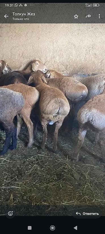 Продаю | Овца (самка) | Для разведения | Матка