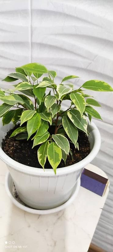 дом цветы: Цветы - украшение и уют в доме или на работе. Продаю сингониум и — 6