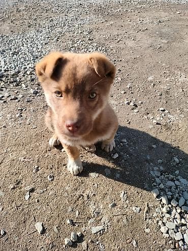 Аквариумы: Отдам щенка в добрые руки! Бесплатно Только ответственному человеку — 2