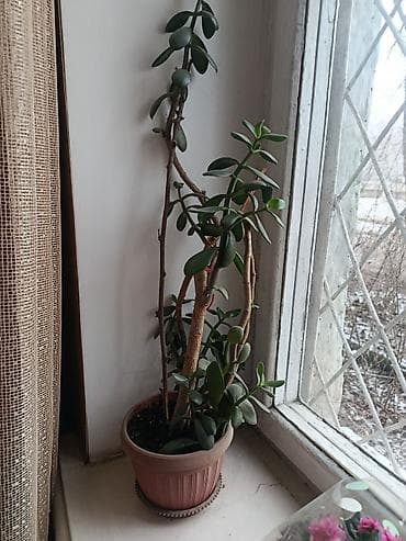 помесь: Элегантное домашнее растение с длинными побегами и глянцевыми зелеными — 1
