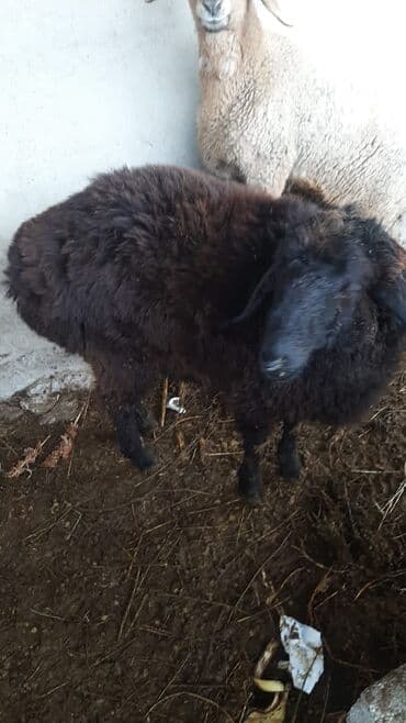 токмок животные: Продаю | Ягненок | Эдильбаевская, Гиссарская | На забой | Кастрированные — 5