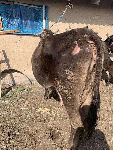 хорошие коровы: Продаю | Корова (самка) | Для молока | Привязанные — 1