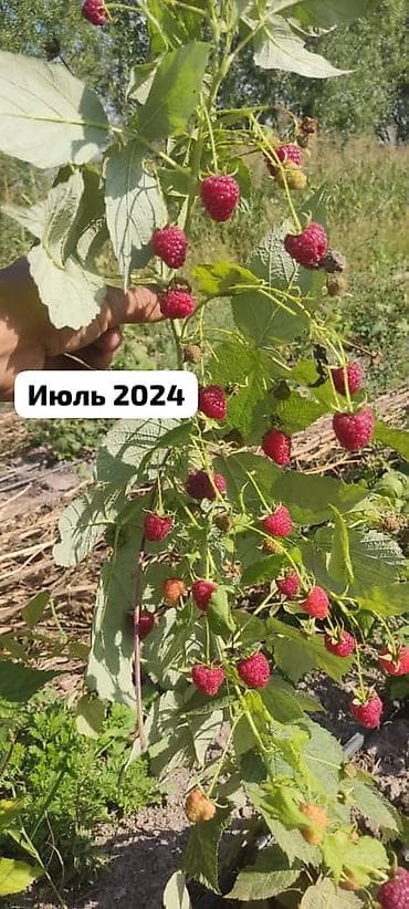 клубника тепличная: Саженцы ремонтантной малины ПОЛАНА - Сортова́я ремонтантная малина с — 1