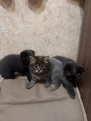 Котята, помёт разноокрасочный. - Возраст: примерно 1,5–2 месяца (по