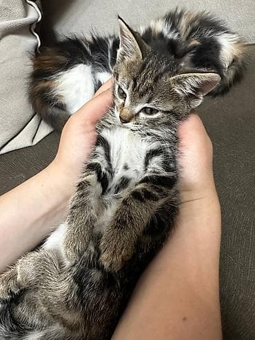 сухое молоко для котят: Кошка даром: Беспородная, 2 месяца, Мальчик, Приучена к лотку — 7