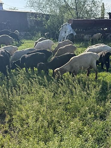 клетка для баранов: Продаю | Овца (самка), Ягненок, Баран (самец) | Гиссарская, Полукровка, Меринос | На забой, Для разведения, Для шерсти | Племенные, Кастрированные, Осеменитель — 9