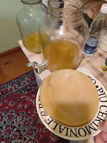бактерий: Маточник чайного гриба (SCOBY) для приготовления домашнего комбуча — 2