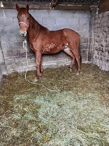 А/ч жаныбарларын сатам: Сатам | Жылкы (эркек) | Аргын — 1