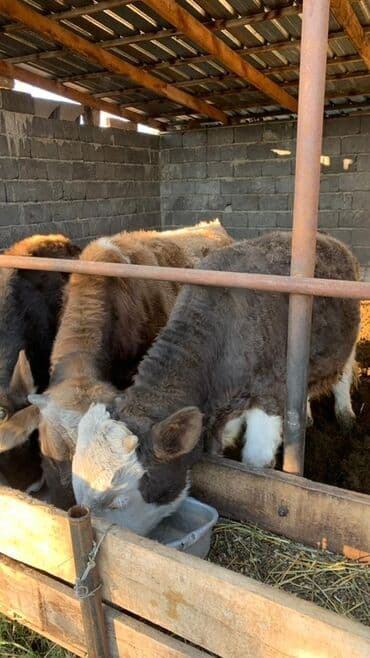 дойных коров: Продаю | Бык (самец) | Полукровка | На откорм — 2