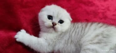 мышык фото: Скотиш Фолд (Шотландиялык шалпаң кулак), 2 айлык, Эркек, Күмүш өңдүү шиншилла — 18