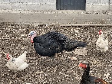 скупка животных: Продаю | Индюк (самец), Индюшка (самка) | Для разведения | Племенные — 3