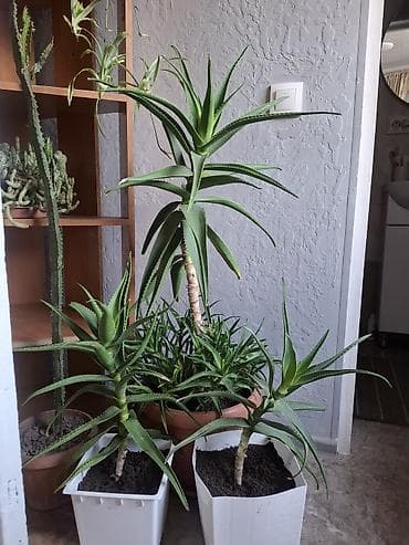 aroy d: Продаю комнатные цветы — 1