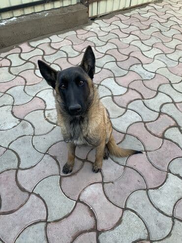 пидбуль кубинский: Пропала собака — 1