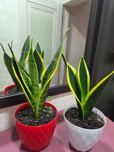 орхидеи в горшке купить с доставкой: Декор для дома и сада, Платная доставка, Самовывоз — 31