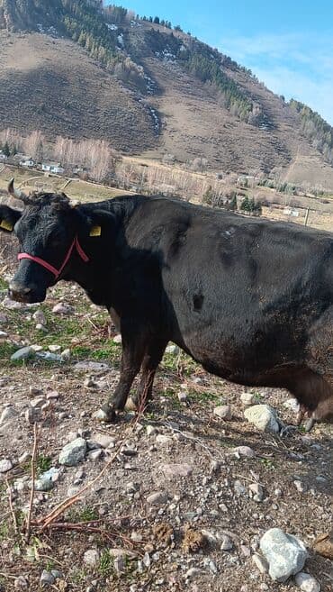 Собаки: Продаю | Корова (самка) | Алатауская | Для молока | Привязанные — 2