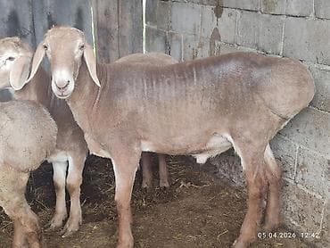 купить котенка шиншилла: Продаю | Баран (самец) | Для разведения | Племенные — 2