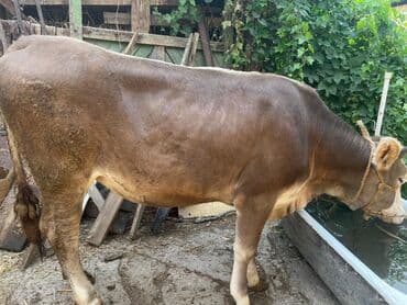 продаю музоо торпок корова самка бык самец айрширская ангус алатауская на забой для разведения на откорм племенные нетель привязанные: Сатам | Кунаажын | Алатоолук, Швиц | Бордоп семиртүү үчүн | Жасалма уруктандырылган — 1