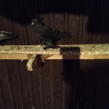 продаю уток: Породистые голуби из голубятни. одна самка и 2 самец, самцы уже на — 3