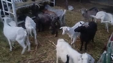 собаки рынок в бишкеке цены: Продаю | Коза (самка), Козёл (самец), Козлёнок | Полукровка, Зааненская | На забой, Для разведения, Для молока | Племенные — 10