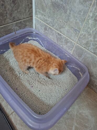 хочу купить кошку: Рыжий котёнок с ярким полосатым окрасом и выразительными глазами — 6