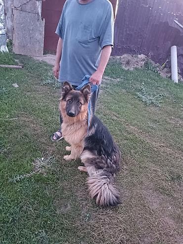 кангал собаки: Немецкая овчарка, длинношёрстная (классический чёрно-рыжий окрас) — 4