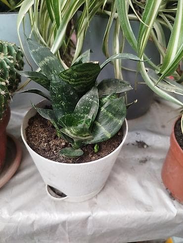 Сансевиерия карликовая (Sansevieria/Sansevieria trifasciata ‘Hahnii’ и at lalafo.kg Сансевиерия карликовая (Sansevieria/Sansevieria trifasciata ‘Hahnii’ и
