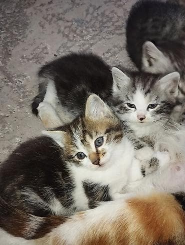 котята бесплатно: Кошка даром: Беспородная, Мальчик — 5