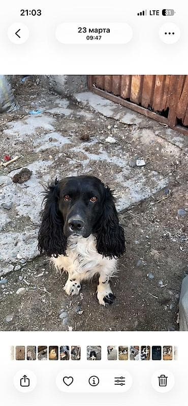 питбуль щенок черный: Щенки английского кокер-спаниеля, черно-белые (пегие/крап) окрасы. - — 2