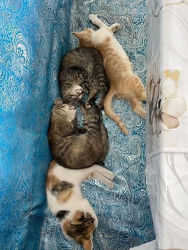 Животные: Кошка даром: Беспородная, 2 месяца, Мальчик, Приучена к лотку — 1
