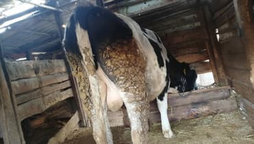 Продаю | Бык (самец) | Привязанные