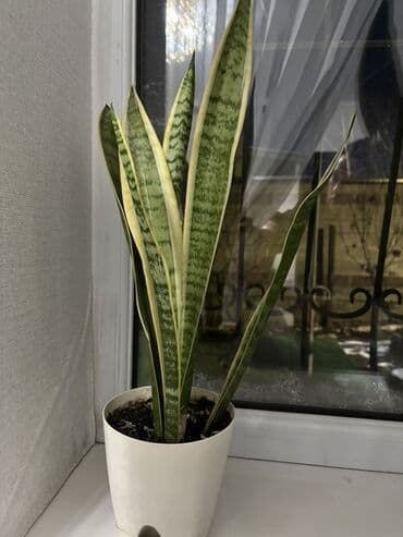 Ламинат: Сансевиерия (Sansevieria trifasciata, «щучий хвост», «тещин язык») в — 3