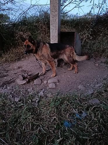 купить собаку бишкек: Немецкая овчарка, 3 года, Самка, С прививкой — 2