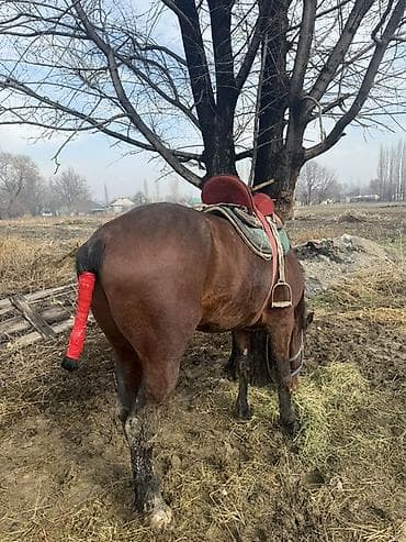 кой айдаган ит: Сатам | Байтал | Аргын | Жумушка — 3