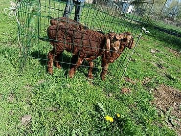 козл: Продаю | Козлёнок | Полукровка | Для разведения — 5