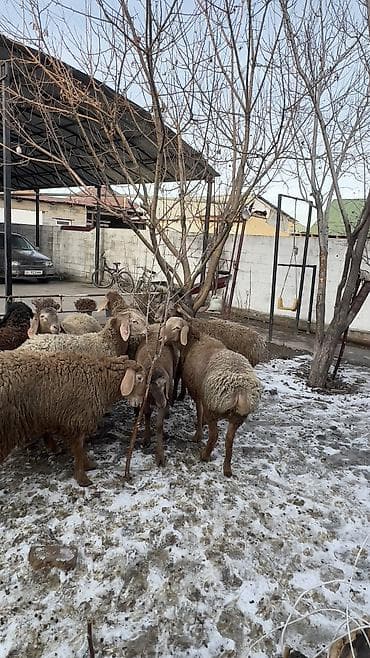 рамановский овцы: Продаю | Баран (самец) | Для разведения | Ярка — 8