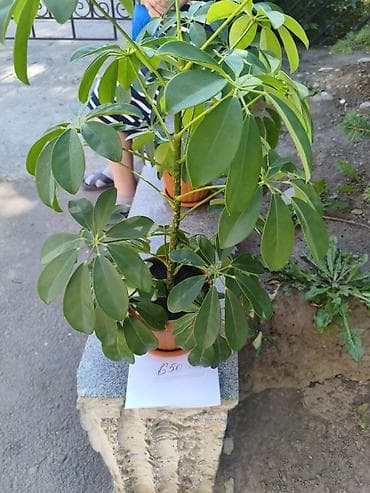 Декор для дома и сада, Кашпо и цветники, Самовывоз