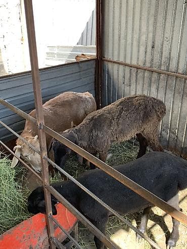 домашняя крыса: Продаю | Баран (самец) | Для разведения | Племенные — 3