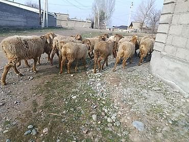 Продаю | Овца (самка) | Для разведения