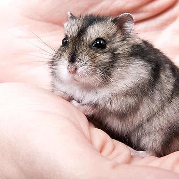 карлик: Карликовый хомячок (Джунгарик) - Вид: джунгарский карликовый хомяк — 3