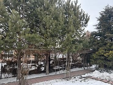 Ашкана буюмдары: Көчөттөр дарактардын: Кызыл карагайлар — 3