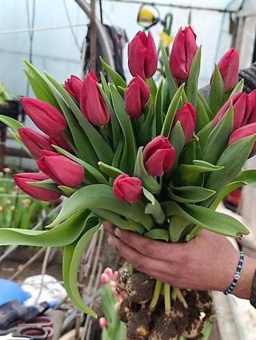 стебель: Тюльпаны от производителя - Выгонка тюльпанов в собственных теплицах — 5