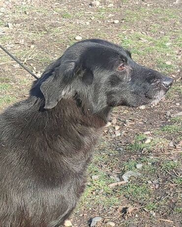 домик для большой собаки: Ищем дом прекрасной и крупной собаке. Рожать не будет,привезём сами — 2