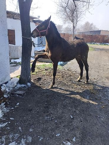 А/ч жаныбарлары үчүн тоюттар: Сатам | Тай | Аргын | Ат спорту | Асыл тукумдуу — 1