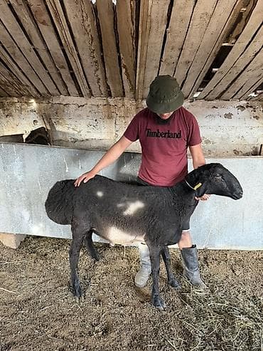 продается кашара: Продаю | Баран (самец) | Гиссарская | Для разведения | Племенные — 1