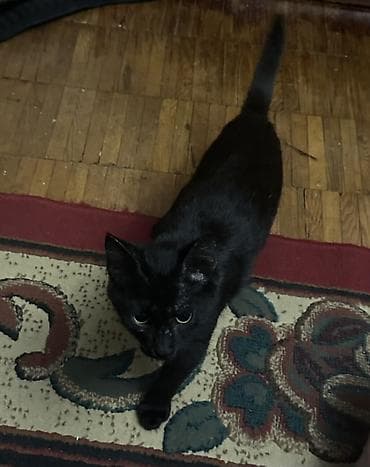 black cat: Кошка даром: Беспородная, 4 месяца, Мальчик, Приучена к лотку, Проглистована — 4