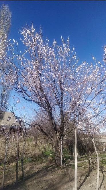 телег: Дом в Новопокровке на участке 10 соток в удобном и живописном месте! — 10