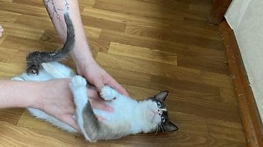 сиамскую кошку: Кошка даром: Сиамская, 1 год, Мальчик, Проглистована, Кастрирована, Приучена к лотку — 4