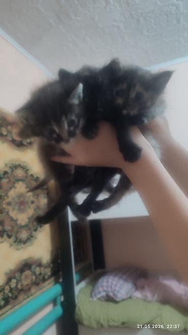 Кошки: Беспородная, 1 месяц, Мальчик, Черепаховый, Проглистована — 5