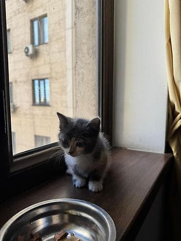 кошка маленкий: Кошка даром: Беспородная, Девочка, Приучена к лотку — 2