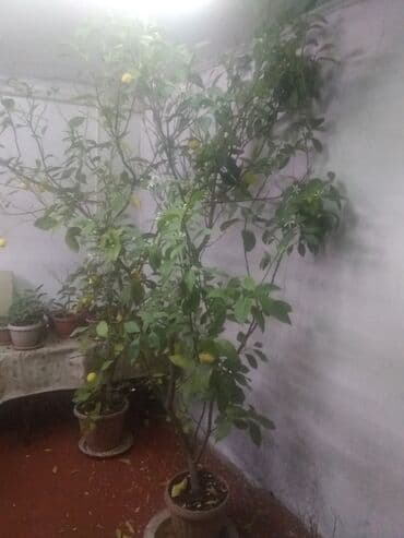 семена павловния купить в бишкеке: Продаются лимоны адрес,по жебек желу между старым автовокзалом и — 2